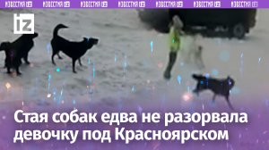 Девочка кричала на всю улицу: стая собак едва не загрызла 11-летнюю в Красноярском крае / Известия