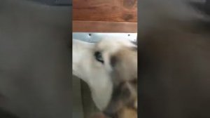 Шторка для будки собачьей. Dog booth curtain.