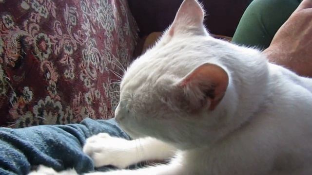 SPA гараж или массажный салон. Массажистка Бэль. смотреть онлайн