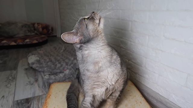 ПРАНКИ НАД КОТАМИ НА ХЭЛЛОУИН смотреть онлайн