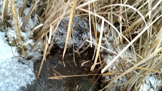 Бобровая хатка зимой - Beaver lodge (р.Оскол, 390 км) смотреть онлайн