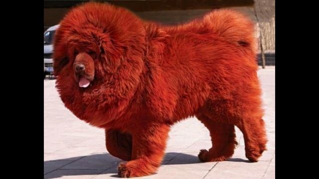 Тибетский мастиф