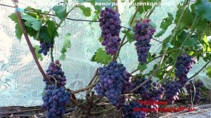 Виноград Заветный - ранний срок созревания, высокая урожайность (Пузенко Наталья Лариасовна)