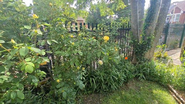 June 2021 . Communal Garden update