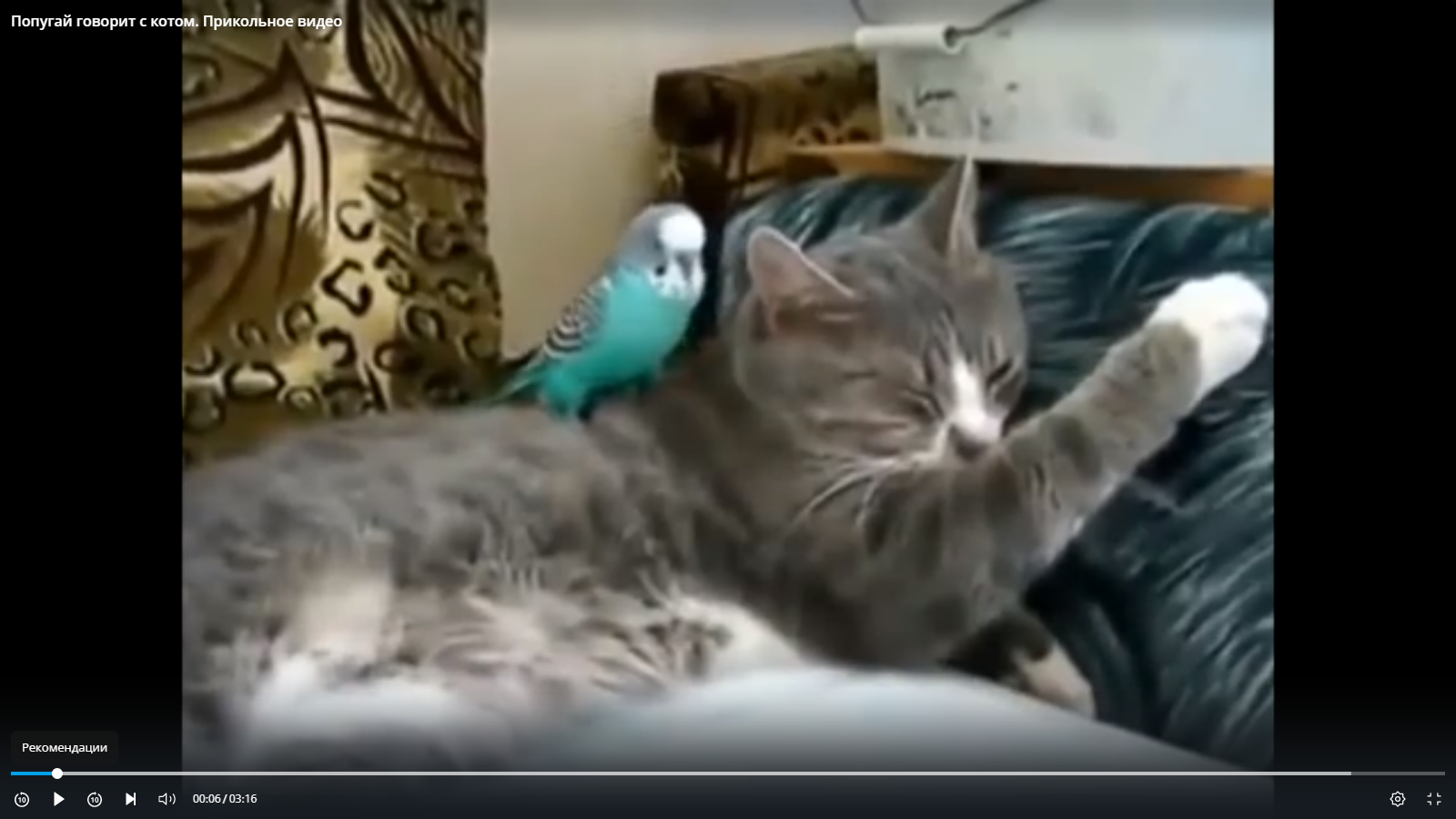 Говорящий кот попугай. Попугай с котом видео говорит прикольное. Ты никто попугай и кот. Кот и попугай спят. Прикол с попугаем и котом с озвучкой.