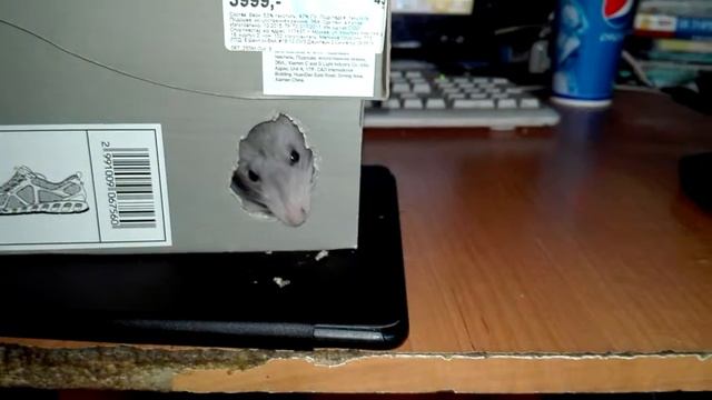 Доча грызет выход смотреть онлайн