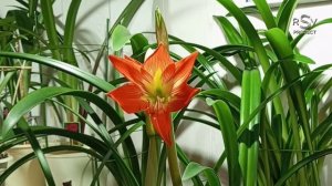 Hippeastrum Striatum (hybrid) & H. Merengue TIME LAPSE | 12.2022