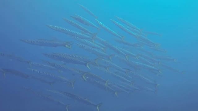 BARRACUDAS - Sphyraena Sphyraena смотреть онлайн