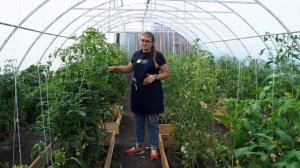 Срочно подкормите томаты от ВЕРШИННОЙ ГНИЛИ. Как вылечить вершинную гниль.