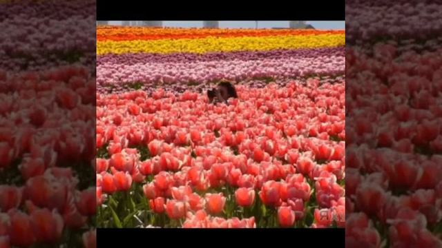 Кооз гулдор смотреть онлайн