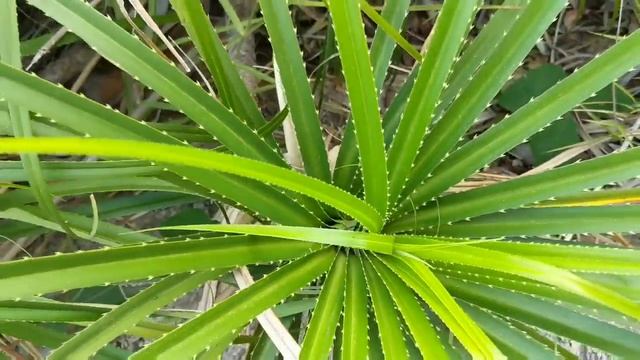 Заповедник Хон Ба. Горная река, растения и насекомые в округе. Вырвался на пикничок! смотреть онлайн