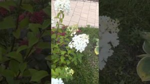 Метельчатая гортензия Сильвер Доллар#hydrangea panicul Silver Dollar