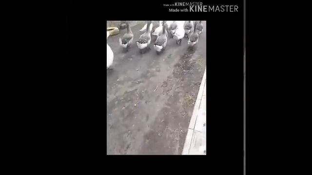 Он не боится гусей!? (СМОТРЕТЬ это очень смешно😂) смотреть онлайн