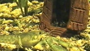 Мой аквариум 20 литров