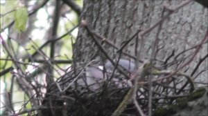 дикий голубь Вяхирь в гнезде, 1 мая 2023, Великий Новгород