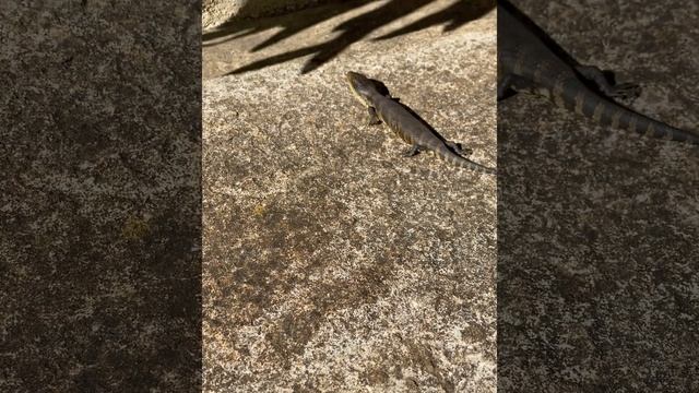 Eastern Blue-tongued Lizard (Tiliqua scincoides scincoides) (2022-06-27)