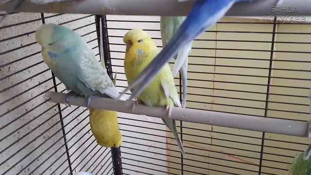 Знакомимся поближе со стайкой красивых выставочных волнистиков
