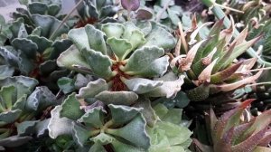 Adromischus cristatus - grow & care (Crinkle Leaf Plant)