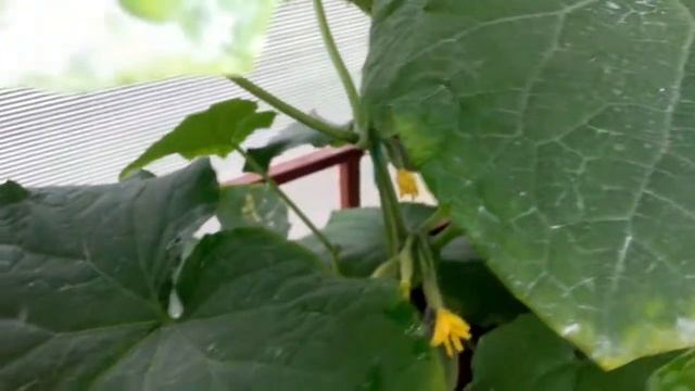 Выращивание огурцов в теплице. Подмосковье-2017. смотреть онлайн