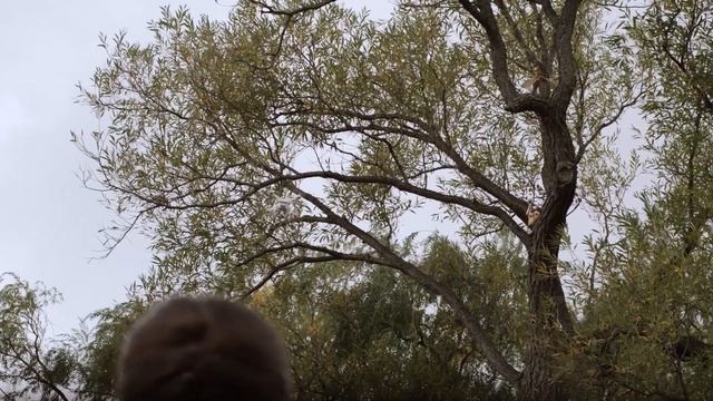 Dino Dana | Winging It | Episode Promo | Michela Luci, Saara Chaudry, Nicola Correia-Damude смотреть онлайн