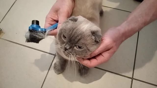 Шотландский кот и уход за ним!!!