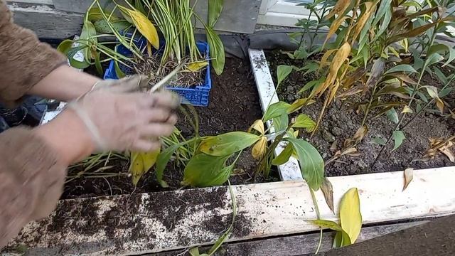 Выкапываю каллы (зантадеския). Семена каллы.