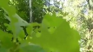 Самая сильная медитация Сила Рода Медитация восстановления Родовых энергетических связей