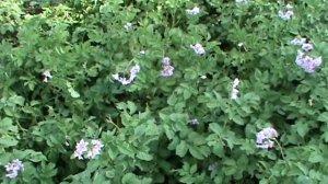 Когда можно начинать копать молодую картошку / When can I start digging new potatoes