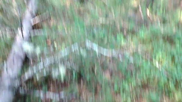 Шишки кедровые. смотреть онлайн