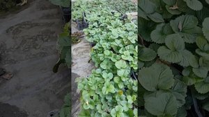 ПРОДАЖА рассады клубники в Донецке, какие сорта стоит сажать?!