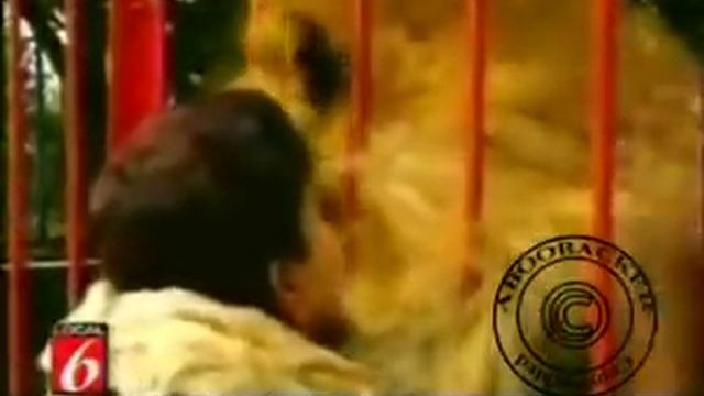Lion's reaction to the woman who saved him. смотреть онлайн