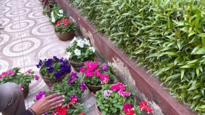 पेटुनिया में हजारों फुल खिलेंगे इस खाद से // Petunia flowering fertilizer