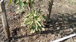 Инжир в открытом грунте и в суровом климате