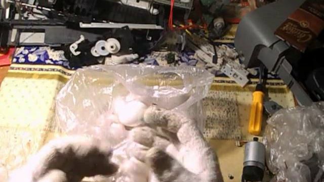 Кот Барсик поцарапал Вилли . Самвела обокрали Севелий АД смотреть онлайн