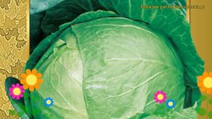 Капуста белокочанная СБ 3 F1. Краткий обзор, описание характеристик, где купить семена