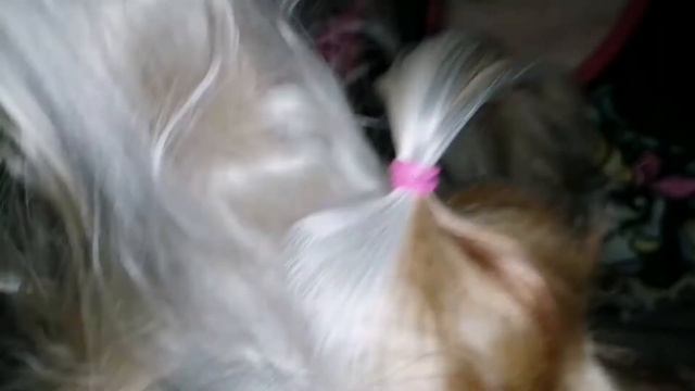 Обязательная прическа для йоркширского терьера смотреть онлайн