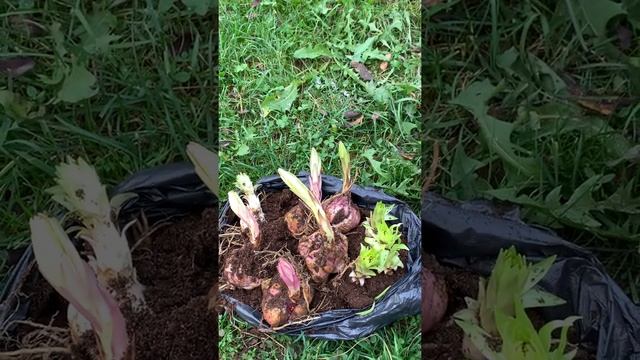 Посадка лилий осенью смотреть онлайн