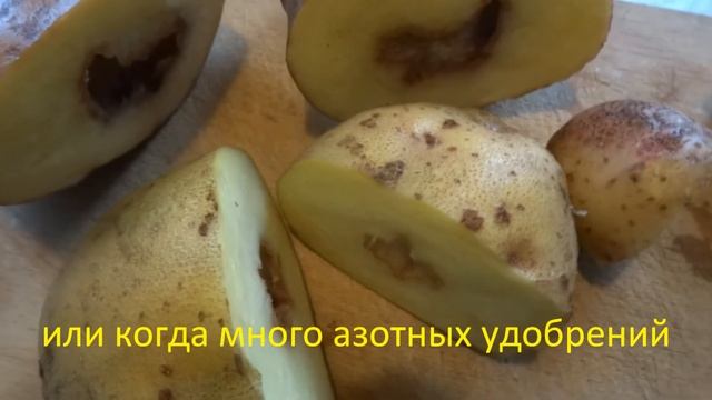 Почему внутри картофеля пустота, дупло?