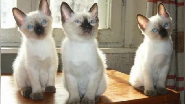 Интересные породы кошек// Какой породы Луна?