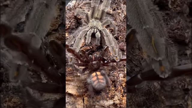 How do Tarantulas Reproduce?!?!