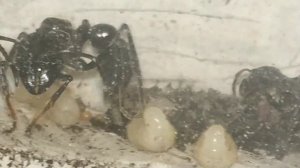 муравей пуля , личинка плетет кокон))Муравей-пуля / Paraponera clavata ants
