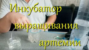 4 варианта инкубатора для разведения артемии! Чистая науплия артемии без шелухи для мальков.