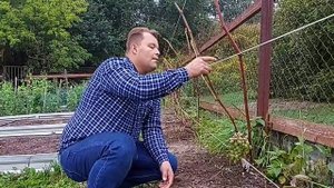 ВИНОГРАД. ОСНОВНЫЕ ПРАВИЛА УХОДА. ПОДГОТОВКА ВИНОГРАДА К ЗИМЕ