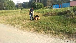Cледовая работа служебных собак в городских условиях.