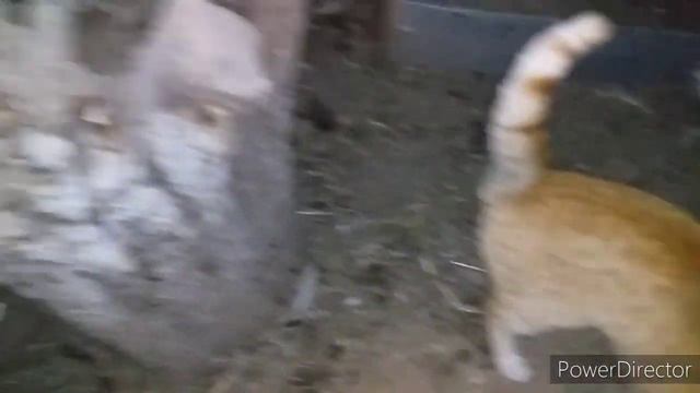 Индюшата 1.5 Месяца//Чем Кормить Индюшат//Тихорецкая Черная,Северо-Кавказская,Белая Широкогрудая смотреть онлайн