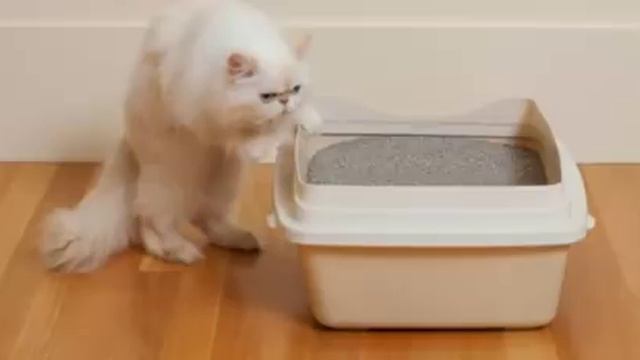 Как можно Избавиться от Кошачьего Запаха Мочи в Квартире смотреть онлайн