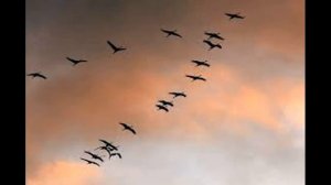 Далеко журавли улетели. Клип