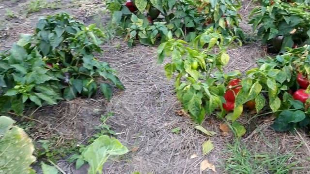 Как я храню морковь смотреть онлайн