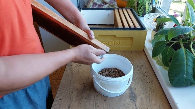 Сбор прополиса. Как спасти рамки от восковой моли ( огнёвки). смотреть онлайн