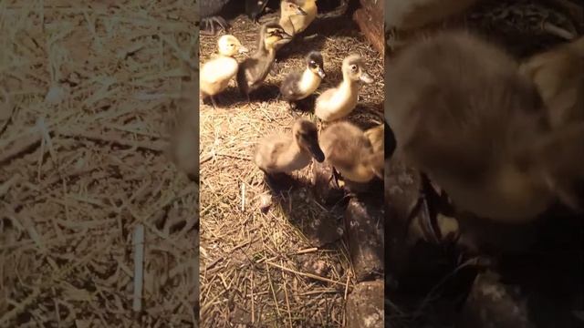 Цыплят на дачу ?? Куры плохо несутся ? смотреть онлайн